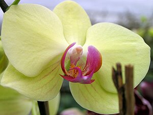 Phalaenopsis Orchids