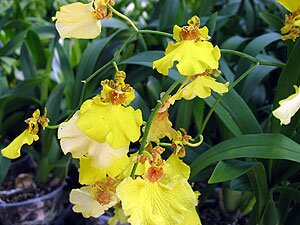 Oncidium Orchids