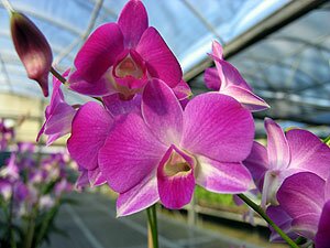 Dendrobium Orchids