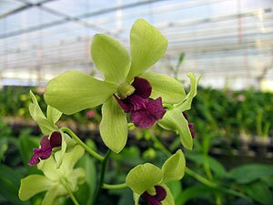 Dendrobium Orchids