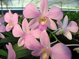 Dendrobium Orchids