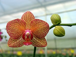 Phalaenopsis Orchids