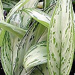 Dish Garden Plants