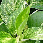 Dish Garden Plants