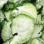 Dish Garden Plants