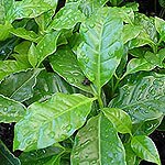 Dish Garden Plants
