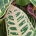 Dish Garden Plants