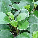 Dish Garden Plants
