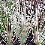 Dish Garden Plants
