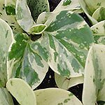 Dish Garden Plants