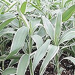 Dish Garden Plants