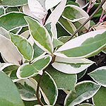 Dish Garden Plants