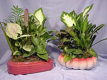Dish Gardens