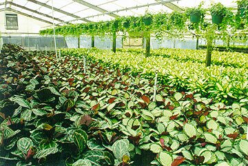 Foliage Factory
