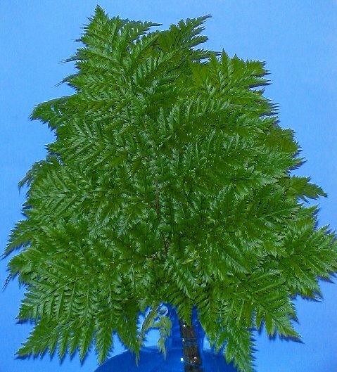 cut fern
