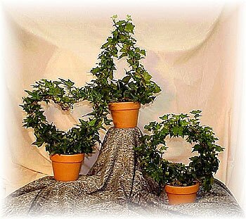 Hedera or Ivy
