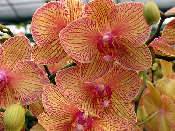 Orchids - tropical epiphytic orchids Orchids - tropical epiphytic orchids