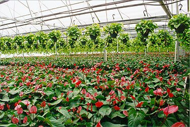 Flowering Plants
