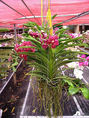Vanda Orchids
