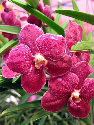 Vanda Orchids