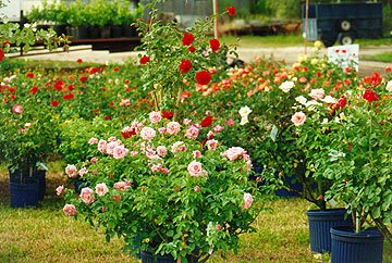 Flowering Plants