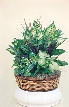 Dish Gardens