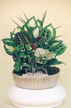 Dish Gardens
