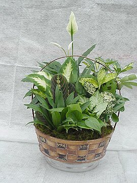 Dish Gardens