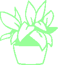 foliage plant categories